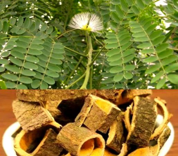 合欢皮是什么树皮