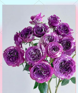 小众送妈妈的花有哪些花