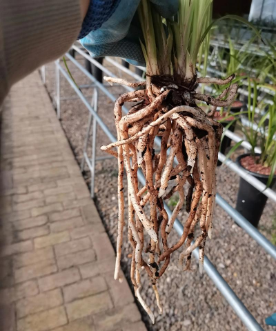 小众送妈妈的花有哪些花