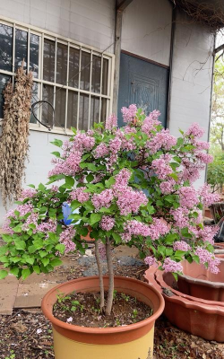 丁香树适合什么盆栽