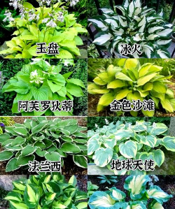 小众送妈妈的花有哪些花