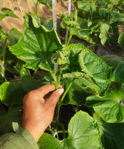 小众送妈妈的花有哪些花