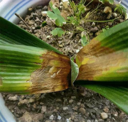 小众送妈妈的花有哪些花