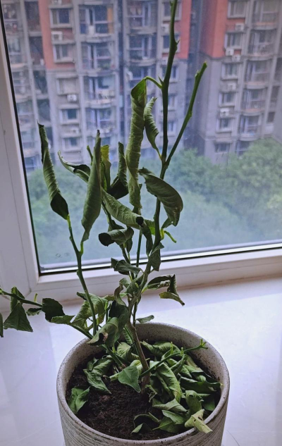 小众送妈妈的花有哪些花