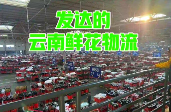 小众送妈妈的花有哪些花