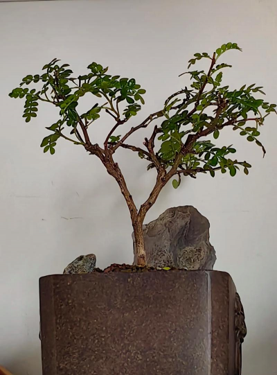 小众送妈妈的花有哪些花