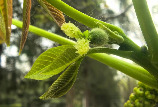 小众送妈妈的花有哪些花