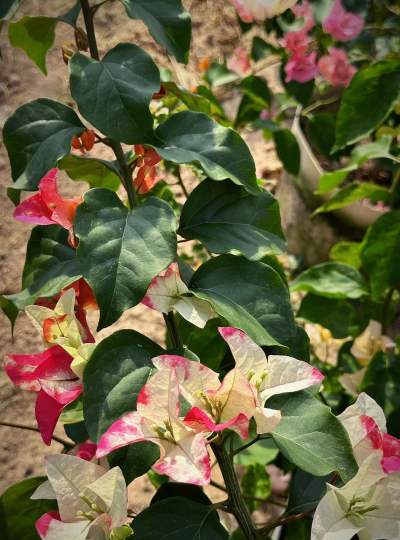 小众送妈妈的花有哪些花