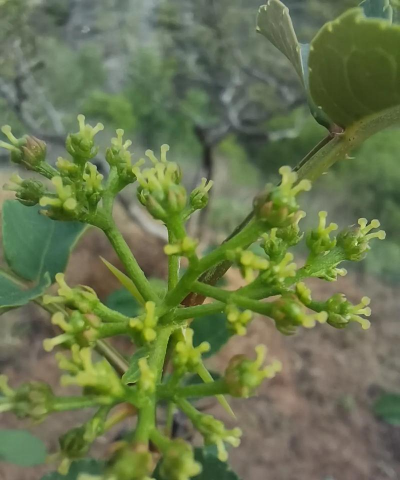 小众送妈妈的花有哪些花