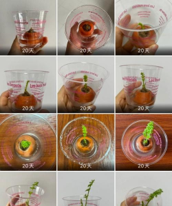 小众送妈妈的花有哪些花