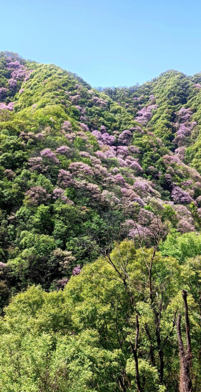 小众送妈妈的花有哪些花