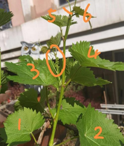 小众送妈妈的花有哪些花