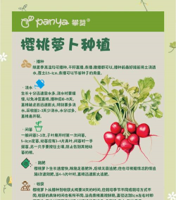 樱桃萝卜的种植方法