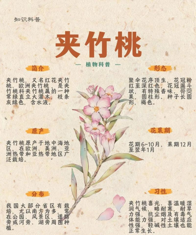 小众送妈妈的花有哪些花