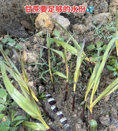 甘蔗种子怎么催芽