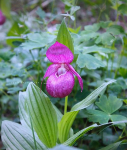 小众送妈妈的花有哪些花