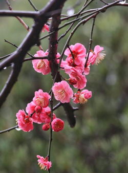 小众送妈妈的花有哪些花