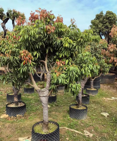 小众送妈妈的花有哪些花