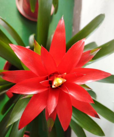 小众送妈妈的花有哪些花