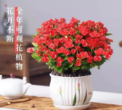 小众送妈妈的花有哪些花