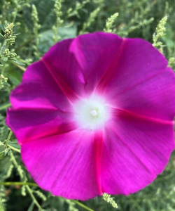 小众送妈妈的花有哪些花