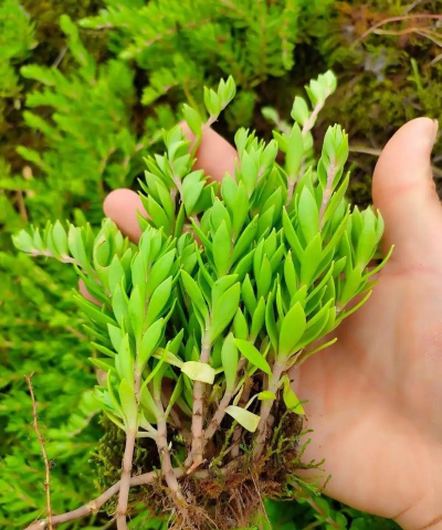 小众送妈妈的花有哪些花