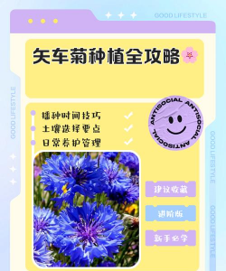 矢车菊从播种到开花要多久