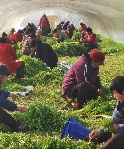 小众送妈妈的花有哪些花