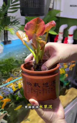 小众送妈妈的花有哪些花