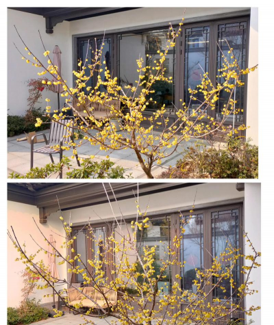 小众送妈妈的花有哪些花