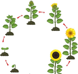 小众送妈妈的花有哪些花
