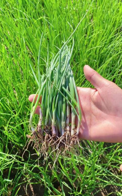 小众送妈妈的花有哪些花