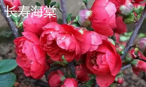 小众送妈妈的花有哪些花