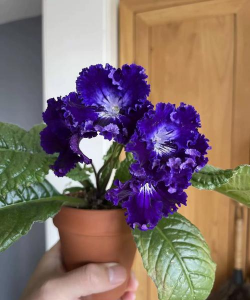 小众送妈妈的花有哪些花