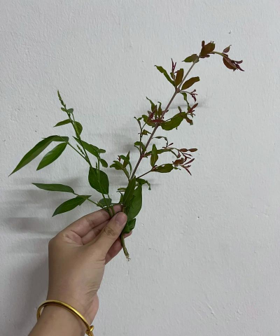 小众送妈妈的花有哪些花