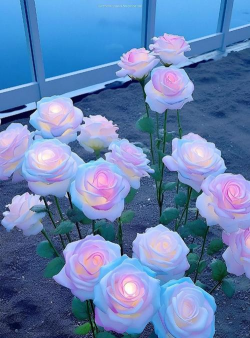 有哪些花是渐变的花