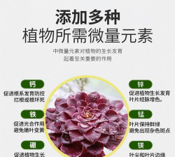 小众送妈妈的花有哪些花