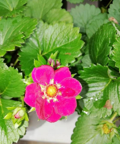 什么花像红草莓