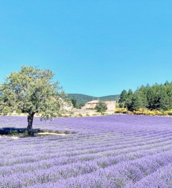 小众送妈妈的花有哪些花