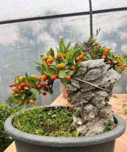 小众送妈妈的花有哪些花