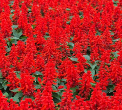 小众送妈妈的花有哪些花