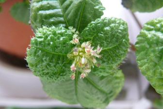 吸毒草开花代表什么