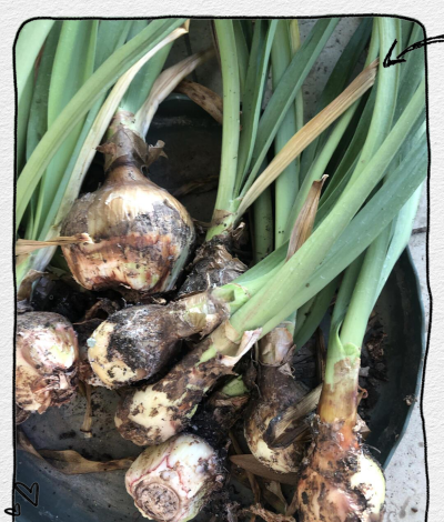 小众送妈妈的花有哪些花