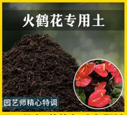 小众送妈妈的花有哪些花