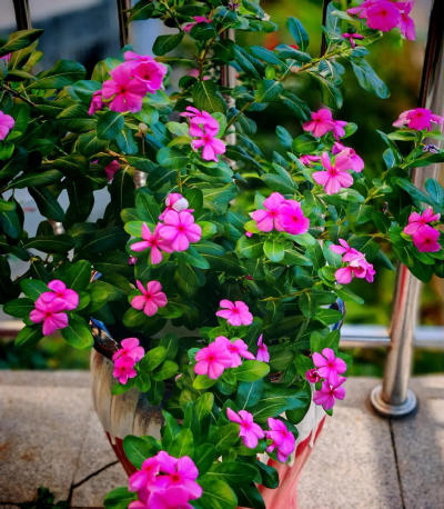 小众送妈妈的花有哪些花