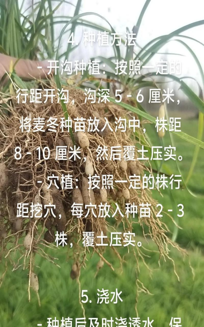 小众送妈妈的花有哪些花