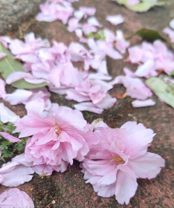 路边凋谢的花有哪些花