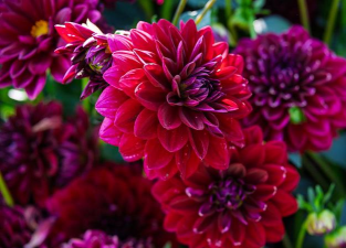 小众送妈妈的花有哪些花