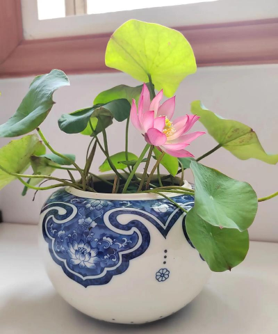 小众送妈妈的花有哪些花