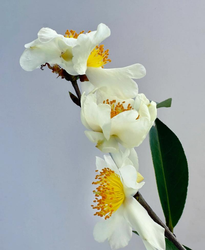 小众送妈妈的花有哪些花